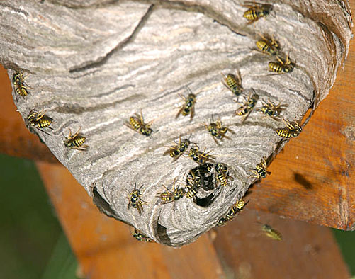 Information about Bees, Wasps, Hornets, Honey Bees ...